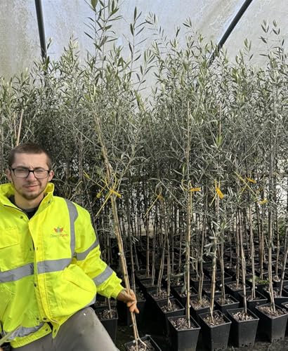 Direct Plants 2X Olive Trees 5-6ft Tall in Pots Perfect for Patio