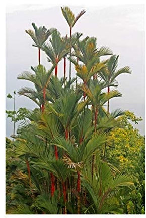 RP Seeds Cyrtostachys Renda (Red Sealing Wax/Lipstick Palm) - 10 Seeds
