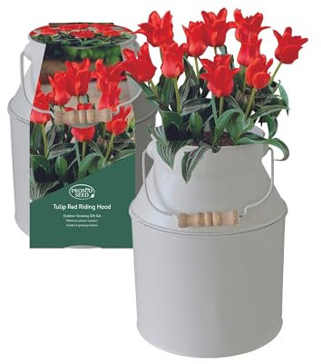 Pronto Seed Spring Tulip Growing Kit in Decorative Milkchurn - Complete Garden Set with 5 Red Riding Hood Bulbs, Soil & Instructions - Outdoor Plant Gift Set (Spring Tulip - Milk Churn Planter)