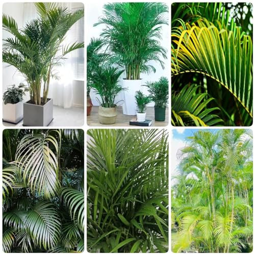 250 pcs Goldfruchtpalme samen wilder wein winterhart balkonpflanzen winterhart dekopflanzen gartenpflanzen winterhart zimmerbonsai bonsai winterfeste pflanzen für kübel pflanztöpfe