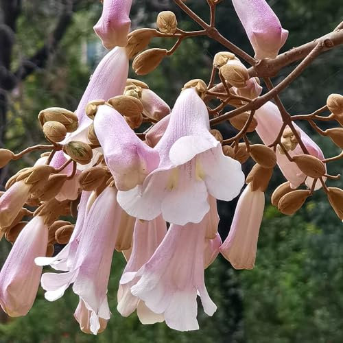 500 pcs blauglockenbaum samen winterhart, kiribaum, zimmerpflanzen, pflanzen geschenk paulownia baum samen - Paulownia Tomentosa - garten, exotische pflanzen geschenk garten, steingartenpflanzen