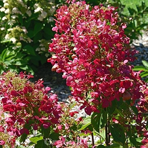 Hochstamm Rispenhortensie Magical Vesuvio 40-60cm - Hydrangea paniculata - lebende Gartenpflanze aus den Baumschulen