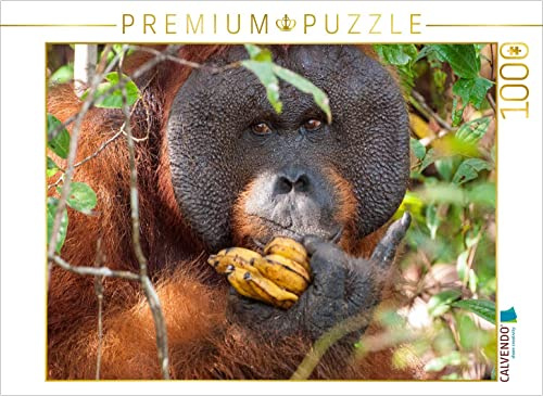 CALVENDO Puzzle Orang Utans in Borneo, Tanjung Puting Nationalpark | 1000 Teile Lege-Größe 64 x 48 cm Foto-Puzzle für glückliche Stunden