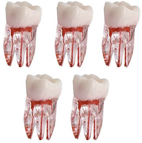 5 Stück Dentalzahn-Wurzelkanal-Modell für RCT-Praxis Pulp Cavity Clear Resin Individueller Zahn für Dental Dtudy-Modell