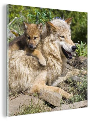 MuchoWow Glasbild Glasfoto Wandbild Bilder Deko 20x20 cm Wolf - Jungtier - Tier