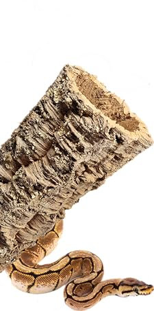 XXL Korkröhre für Terrarium (55-70cm lang/14-17cm innen), Kork Deko Tunnel für Tiere, Baumrinde vom Kork Stamm, Versteck für Schlange, Wellensittich, Zerghamster, Hamster Höhle aus 100% Korkrinde