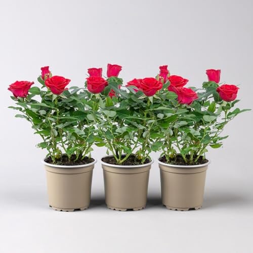 Rose 'Mercedes Kordana® Grande' rot, Topf-Ø 10,5 cm, 3er-Set