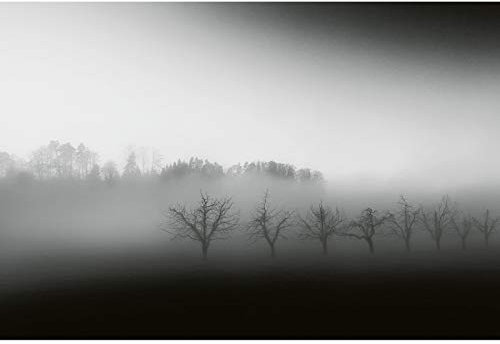 Fototapete Wald in Nebel | Schlafzimmer und Flur Fototapete mit Nebelwald in Schwarz Weiß | Graue Tapete mit Bäumen im Winter