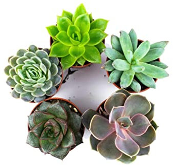 DECOALIVE Mini Suculentas Pack de 5 Unidades de Plantas Crasas o Suculentas, 8436601573650