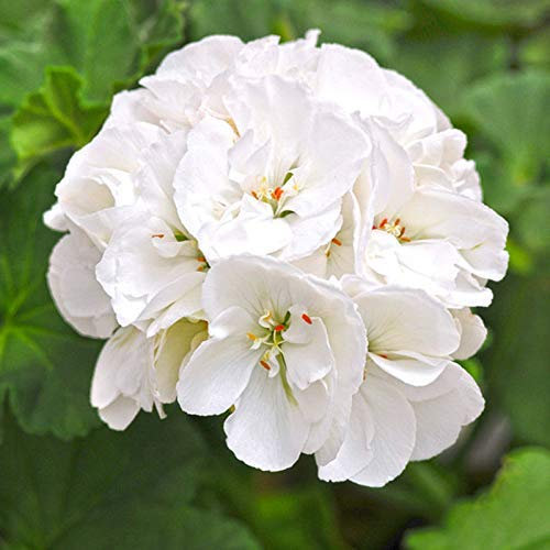 Germination Les graines: 10 Pcs: 10Pcs Blanc Zonal Pelargonium Graines Terry White Géranium Graines Semi-Double