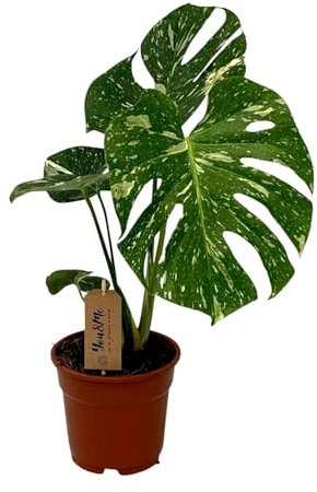 Monstera deliciosa - 40-50cm - Ø17cm - Pianta d'appartamento - Sempreverde