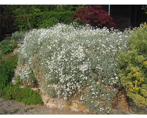 Cerastium tomentosum var.tomentosum - Niedriges Hornkraut - 9cm Topf