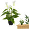 Wedhapy Flores Artificiales Blancas Lirio De Cala Flores Artificiales Planta En Maceta Artificial Lirio De Cala Falso para Exterior Interior Jardín Patio Hogar Decoración Interior Blanco