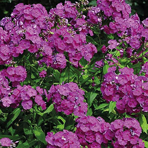 Phlox Garden Perennial Fragrant Flower Nicki 3X Bare Root by Thompson and Morgan