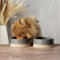Scruffs Scandi 2 Piece Non Tip Pet Food & Water Bowl - 14cm - Grey