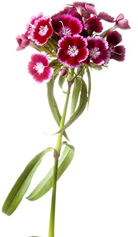 Sweet William Plants, 'Roundabout Mix', 6 x Plug Plant Pack, Sweet William, Bedding Plants, Garden Ready and Ready to Plant, Premium Quality Bedding