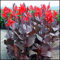 Canna Zwiebeln,Canna bedeutet starker Wille, Indisches Blumenrohr Winterhartes MehrjäHrig, Winterharte Pflanzen, Indisches Blumenrohr, canna knollen-3 Zwiebeln-x