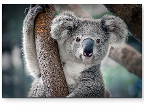 Paul Sinus Art Leinwandbilder | Bilder Leinwand 120x80cm Koala Bär