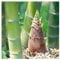 Stk - 15x Moso Bambus F1 Riesenbambus Phyllostachys Pflanzen - Samen A281 - Seeds & Plants Shop by Ipsa