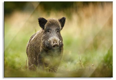 Pixxprint Glasbild, Wandbild aus Echtglas, Stolzes Wildschwein im Wald, 100x70 cm, inkl. Aufhängung und Abstandshalter