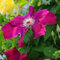 Clematis Stasik 1L - Eine reich blühende Sorte