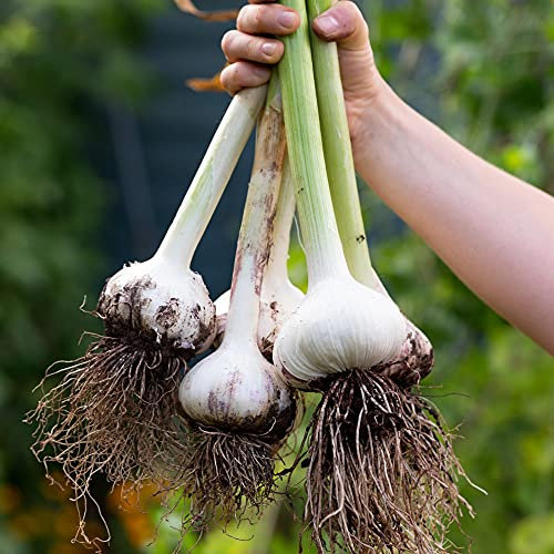Garlic (Spring) Bulbs ‘Solent Wight’ Softneck Allium sativum Hardy British Variety with RHS AGM 2X Bulbs by Suttons