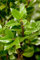Ilex meserveae 'Heckenpracht' 80 cm Stammhöhe - Stechpalme, immergrün, rote Beeren, ideal für Hecken, winterhart, pflegeleicht