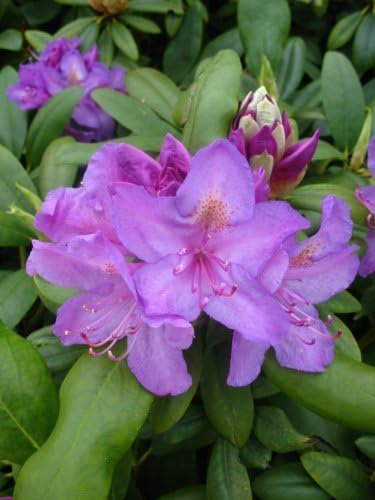 Alpenrose Rhododendron catawbiense Grandiflorum 50 cm hoch mit Ballen