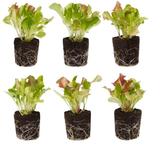 Baby Mix Lettuce Seedlings: Ready-to-Plant, Starts, Starters, Plugs, Garden Ready, Live Plants, Transplants, Pre-Sprouted, Soil & Hydroponic Gardens (6 seedlings)