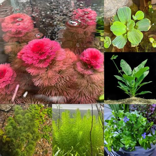 500 piezas semillas de plantas acuáticas (plantas de estanque) Plantas de balcón resistentes plantas en macetas las plantas de estanque son resistentes mini estanque de plantas acuáticas