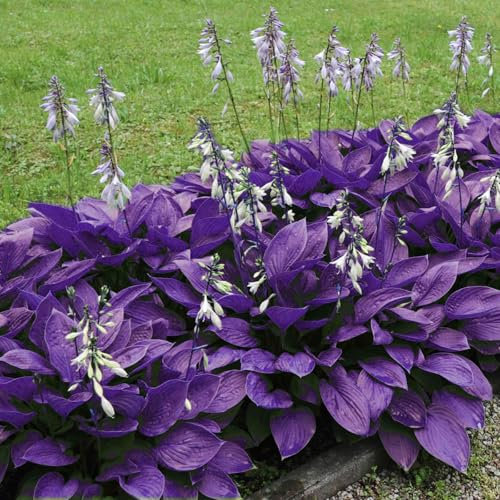 Bulbes d'hosta vivaces, rares et beaux en vrac, plantation professionnelle pour de superbes présentations de jardin - 6 bulbes-E