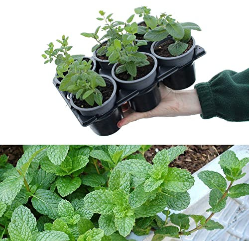 6 x Mixed Mint Plants in 9cm Pots - Very Fragrant - Ideal for Cooking