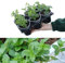 6 x Mixed Mint Plants in 9cm Pots - Very Fragrant - Ideal for Cooking