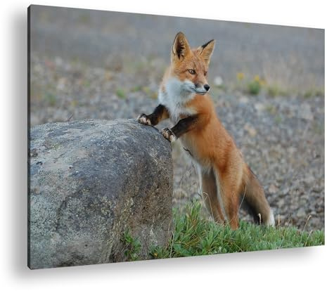 deyoli Leinwandbild Verspielter, süßer Fuchs, der im Wald umherläuft Format: 70x50cm XXL Kunstdruck Bild auf Holzrahmen/Wandbild/Wohnzimmer Dekoration
