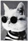 KUSTOM ART Dekorative Wandposter Tierserie (Katze) Kunstdruck auf beschichtetem Papier 40 x 30 cm Ohne Rahmen