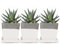 Chive – Duo, moderner quadratischer Sukkulenten-Blumentopf, 7.6 cm Keramik-Blumen-Container, Drainage-Loch/Untertasse, Gartendekoration, Großpackung von 3 Stück (weiß)