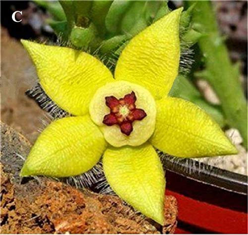 Portal Cool 4: Egrow 100Pcs / Packung Stapelia Pulchella Samen Bunte Kaktus Lithops Bonsai Garden