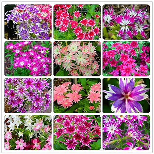 Sumpf frisch 100 Stück Phlox Drummondii Cuspidata Blume SAMEN zum Pflanzen Gemischt
