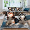 VULORA Bettwäsche 135x200 Husky Hund Bettbezug mit Reißverschluss, 100% Mikrofaser Bettwäsche-Sets für Junge Mädchen 3D Druck Winter Haustiere Kinderbettwäsche mit 2 Kissenbezüge 80x80 cm