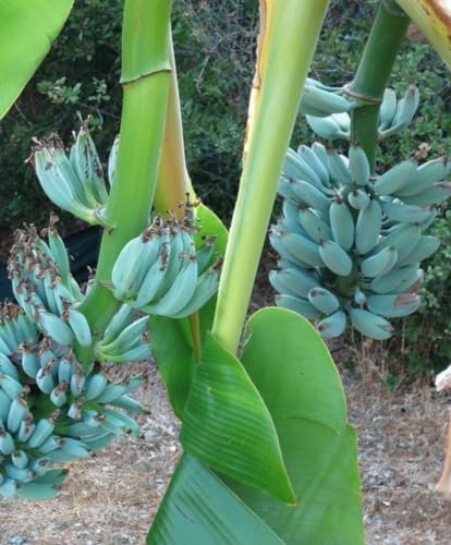 Bananenpflanze BLUE Java 'Musa Acuminata' - im Topf Ø 18 cm - H 70/80 cm