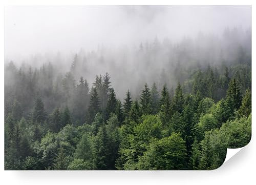 Fototapete Wald Vlies - Vliestapete Tapete Wandtapete Motivtapeten Vliestapeten Wohnzimmer Schlafzimmer Bildtapete Natur Landschaft Baum Nebel 520x318cm