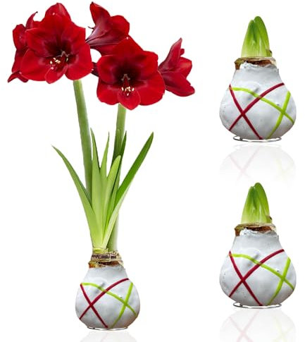 Amaryllis in Wachs Striped White - 2 Wachsamaryllis Blumenzwiebeln - Wax Amaryllis Zwiebel in Großformat 28/30 - Mischung von echte Pflanzen aus Holland - Hippeastrum (keine Samen, nicht künstlich)