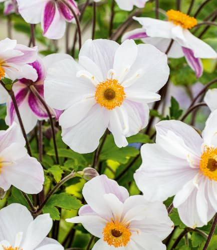 BALDUR Garten Weiße Herbst-Anemone,2 Pflanzen, reichblühend, anmutiges Blütenmeer im Beet & Kübel, bienenfreundlicher Dauerblüher, pflegeleicht & winterhart