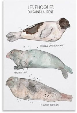 Vintage Art St. Lawrence Seals Sea Life Poster Sea Life Seals Aquarell Poster Quebec Natur Tiere Kinderzimmer Bildung Poster Leinwand Poster Wandkunst Dekor Druck Bild Gemälde für Wohnzimmer Bett