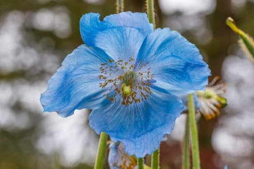 Meconopsis betonicifolia Blauer Scheinmohn, Blauer Mohn (Poppy Blue Himalayan)