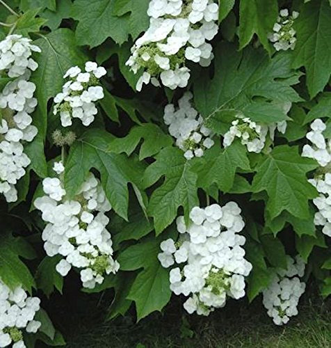 Eichenblättrige Hortensie Black Porch 30-40cm - Hydrangea quercifolia