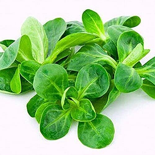 Seeds Corn Salad Lamb's Lettuce Heirloom Vegetable for Planting Non GMO