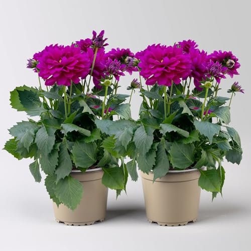 Dahlie 'Hypnotica®' lila, Topf-Ø 19 cm, 2 Pflanzen