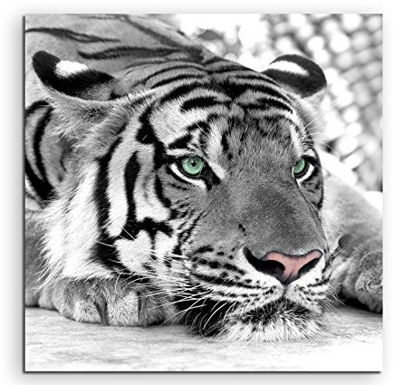 Sinus Art Wandbild quadratisch 60x60cm Künstlerische Fotografie – Weißer Tiger mit grünen Augen