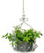 TentHome Blumentopf Hängend Metall Pflanzgefäß Hängetopf für Pflanzen Aufhänger Halter Regal Hängepflanztopf Hängeblumentopf für Garten Balkon, Innen- und Außen Weiß